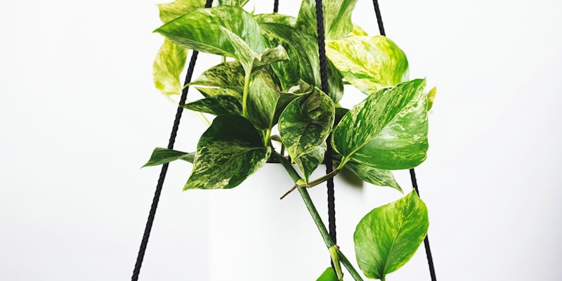 阿根廷国家队队徽 - 蓝白条纹与金色太阳